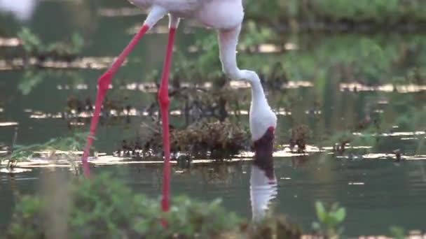 Alimentação de aves Flamingo — Vídeo de Stock