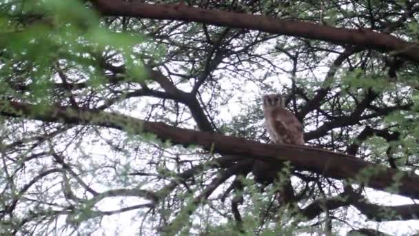 El búho de Verreaux se sienta en el árbol — Vídeo de stock