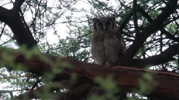 El búho de Verreaux se sienta en el árbol — Vídeos de Stock