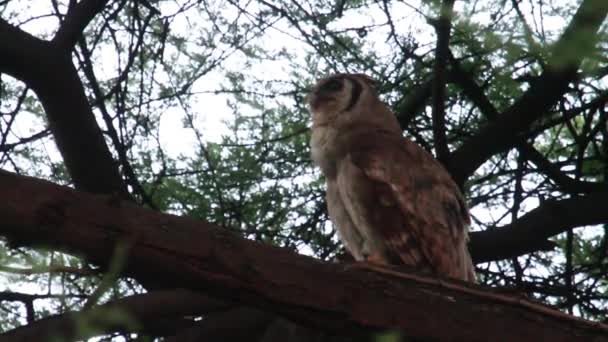 El búho de Verreaux se sienta en el árbol — Vídeos de Stock