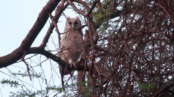 Verreaux gufo siede su un albero — Video Stock