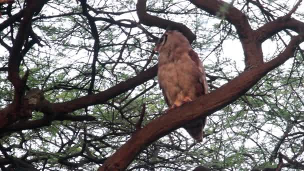 El búho de Verreaux se sienta en el árbol — Vídeo de stock