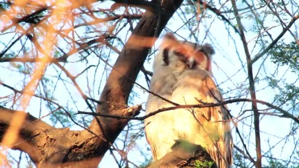 Verreaux owl sits on tree — Stock Video