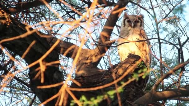 Verreaux owl sits on tree — Stock Video