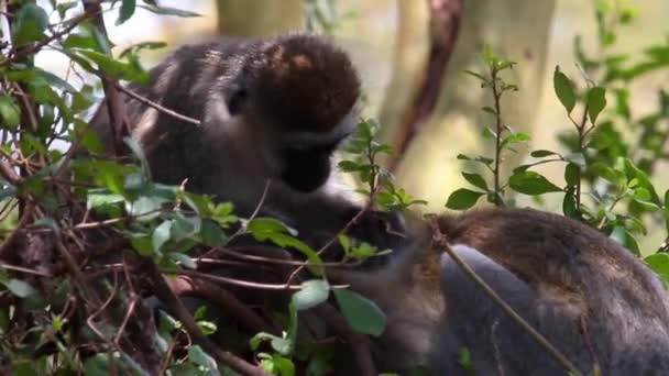 Primates peinando pulgas — Vídeo de stock