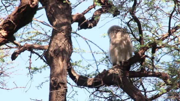 Verreaux Chouette-aigle — Video