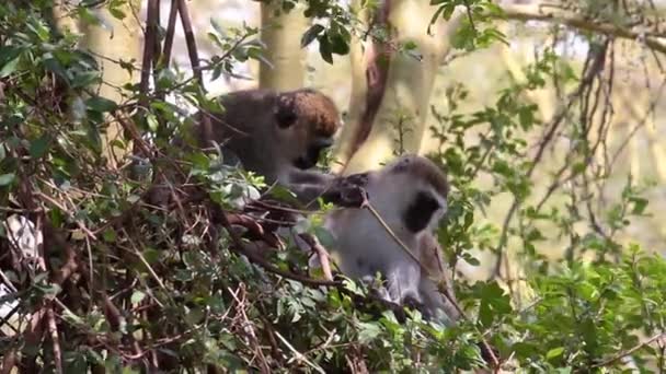 Primates peinando pulgas — Vídeos de Stock