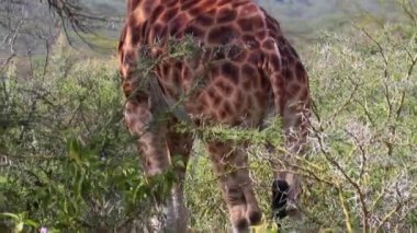 Zürafa yaprak çiğner