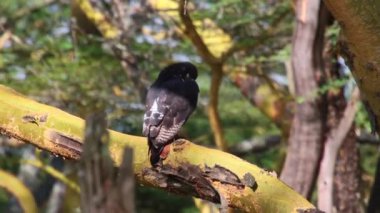 Kartal ağaçta oturur.