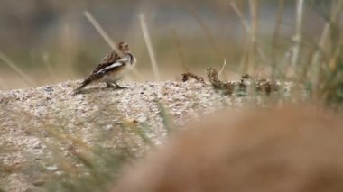 Bayağı kiraz kuşu kuş