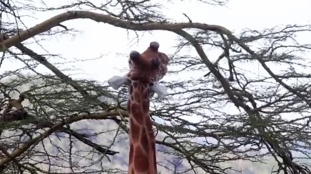 Giraffa mastica foglia — Video Stock