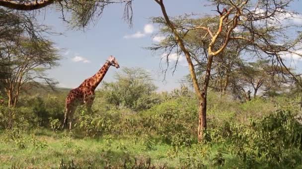 Giraff står i naturen — Stockvideo