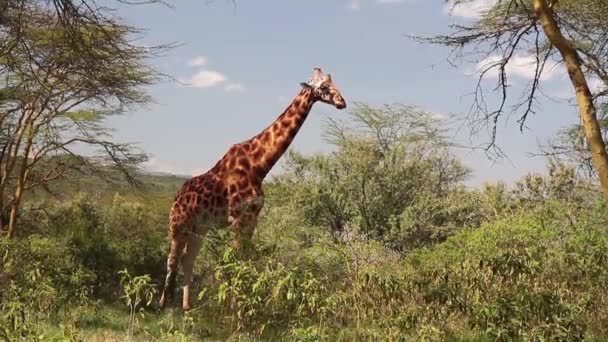 Giraffe steht in der Natur — Stockvideo