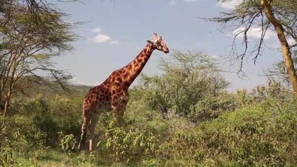 Girafe se tient dans la nature — Video