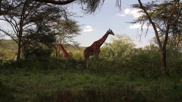 Giraffe steht in der Natur — Stockvideo