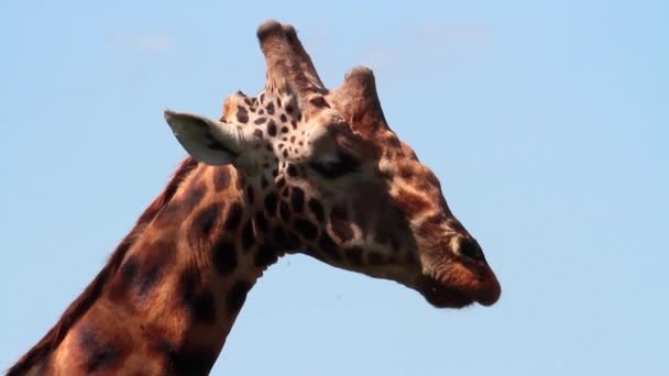 Giraffa faccia con le mosche — Video Stock