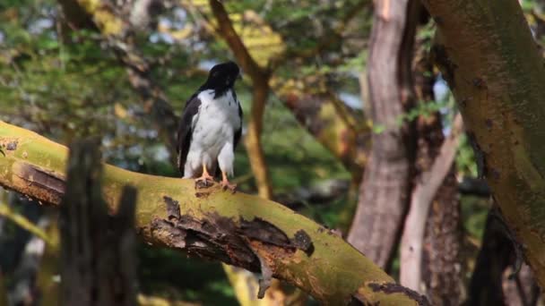 Adler sitzt auf Baum — Stockvideo