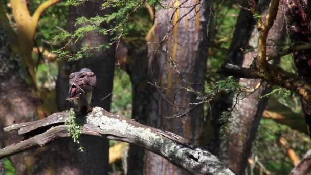 Орёл сидит на дереве — стоковое видео