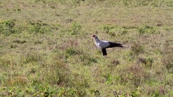 Sekreterare fågel promenader — Stockvideo