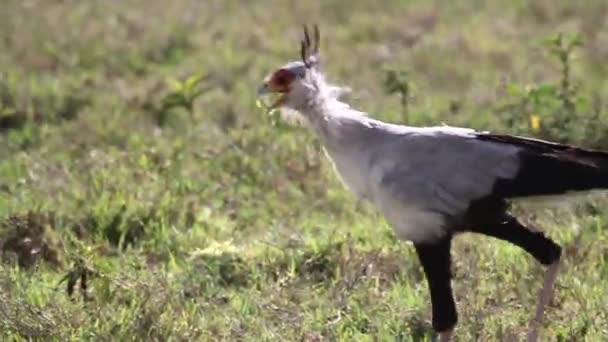 Secrétaire oiseau marche 