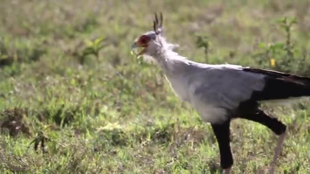 Secretaris vogels wandelen — Stockvideo