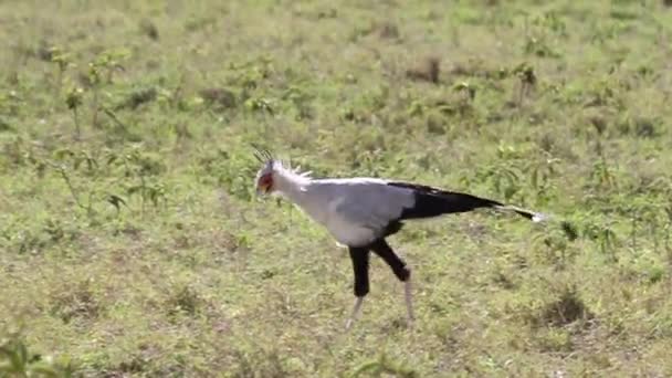Секретар птах ходьба — стокове відео