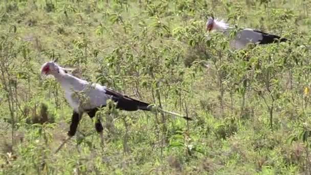 Secretary birds walking — Stock Video