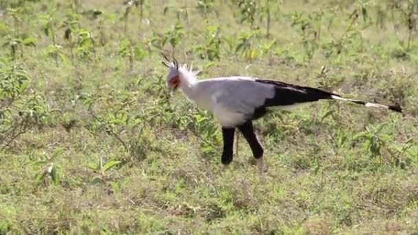 Sekreterare fågel promenader — Stockvideo