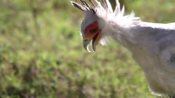 Secretario pájaro caminando — Vídeos de Stock