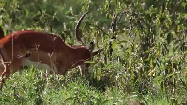 Antilopes se nourrissant dans l'herbe — Video