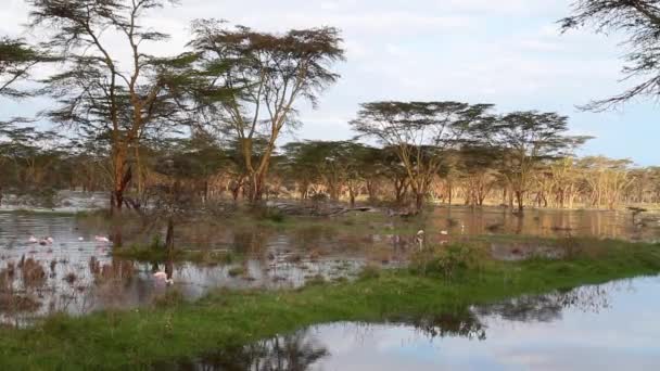 Lago Nakuru en Kenia — Vídeos de Stock