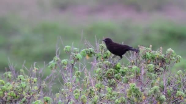 Chat bird standing on plant — Stock Video