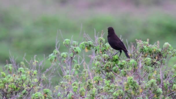 Plaudervogel steht auf Pflanze — Stockvideo