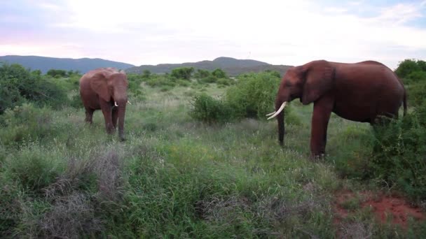 Elefantes africanos pastan en el campo — Vídeo de stock