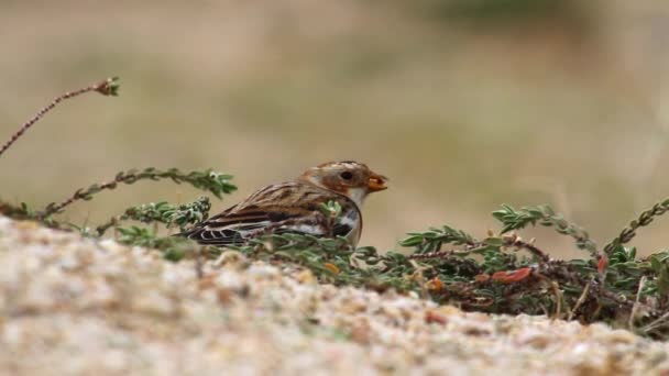 Pássaro de Ortolan Bunting — Vídeo de Stock