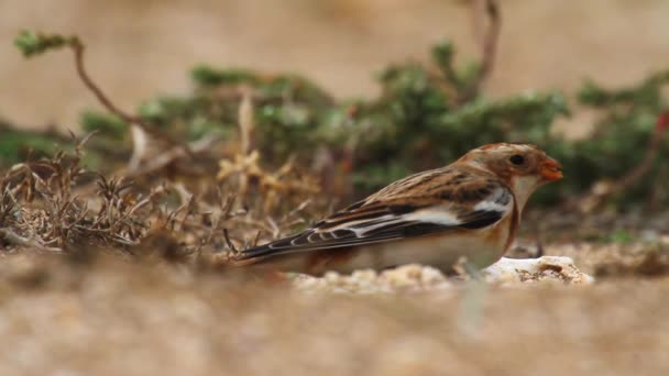 Ortolan вівсянка птах — стокове відео