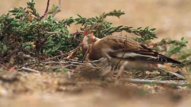 Ortolan вівсянка птах — стокове відео