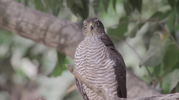 Águila se sienta en el árbol — Vídeos de Stock