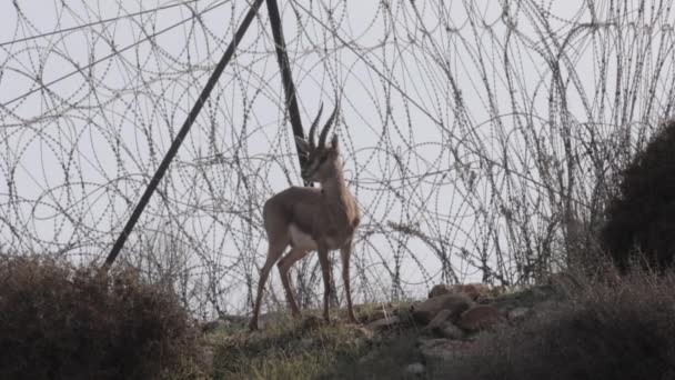 Israelische Berggassel — Stockvideo