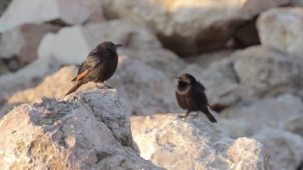 Las aves se sientan en la roca — Vídeos de Stock