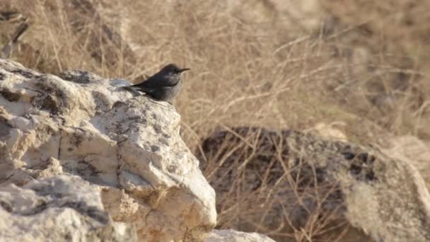 Bird sits on rock — Stock Video