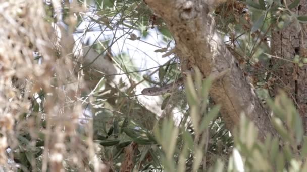 Serpiente descansando sobre un árbol — Vídeos de Stock