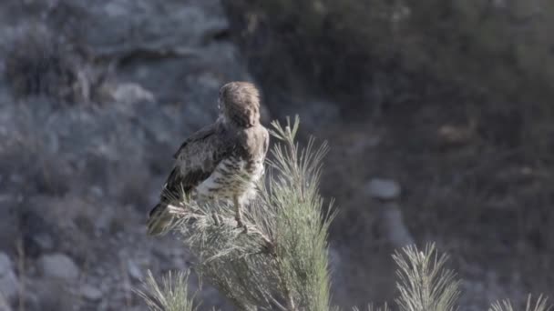 Falcon sitter på tallen — Stockvideo