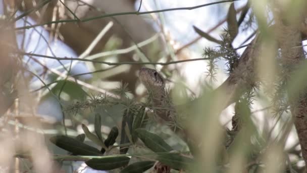 serpent reposant sur un arbre 