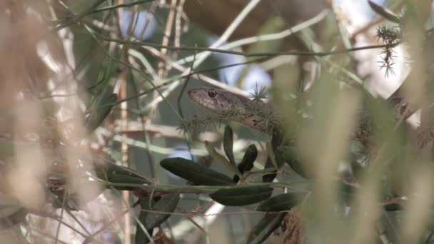 Serpiente descansando sobre un árbol — Vídeo de stock