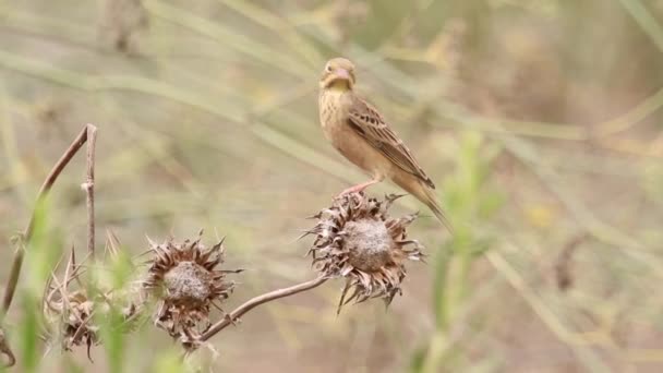 Passero siede sulla pianta — Video Stock