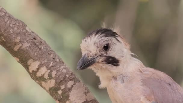Птах сидить на гілці — стокове відео