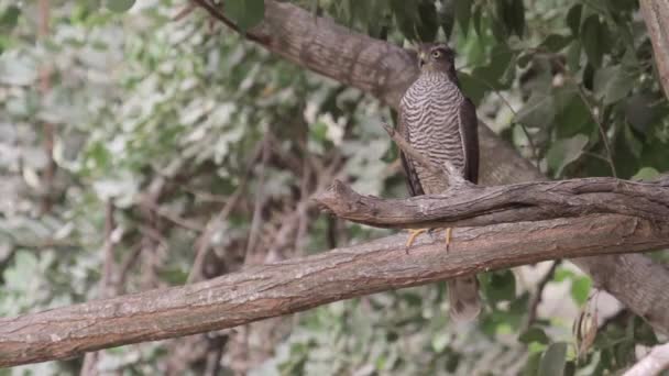 Águila se sienta en el árbol — Vídeos de Stock