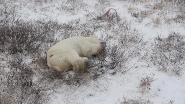 Oso polar mintiendo — Vídeo de stock