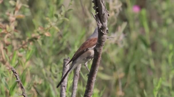 Pták sedí na větvi — Stock video